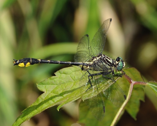 Male
2009_06_13_Rabun